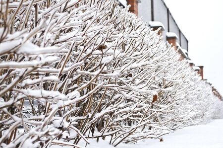 Winter landscape - Bush branches frozen in ice closeup against brick fenceの写真素材