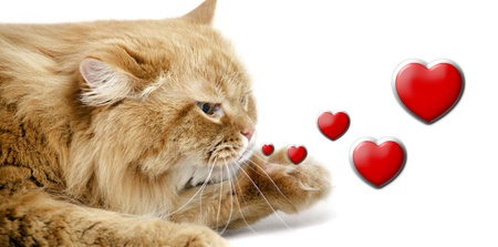 Beautiful red cat send air kiss, isolated over whiteの写真素材