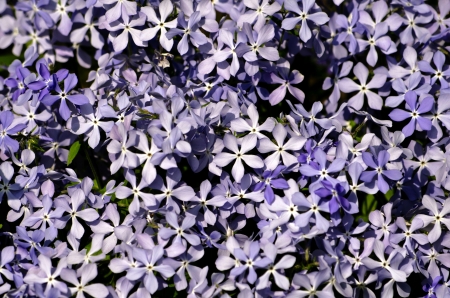 Beautiful nature background of the purple wildflowers