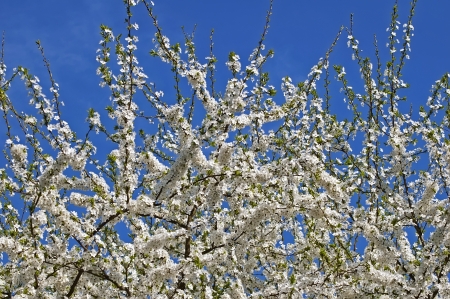 Beautiful nature background - blossoming branches apple treeの写真素材