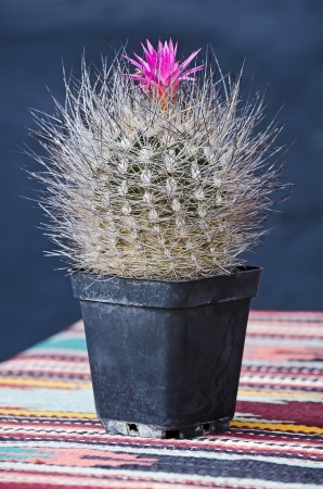 Green decorative cactus with spikes close-upの写真素材