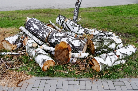 Sawn on the part of the tree in the parkの写真素材