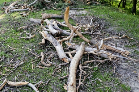 Broken down into parts of the deceased tree in the parkの写真素材