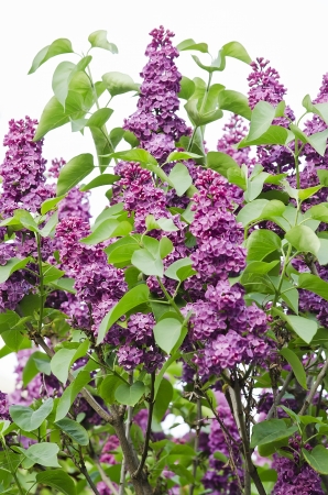 Beautiful nature background of the purple lilacの写真素材