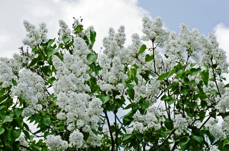 Beautiful nature background of the white lilacの写真素材