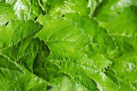 Beautiful nature background - green leaves close-upの写真素材