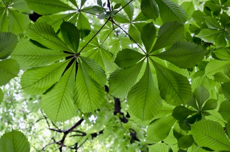Chestnut leaves on a tree close-upの写真素材