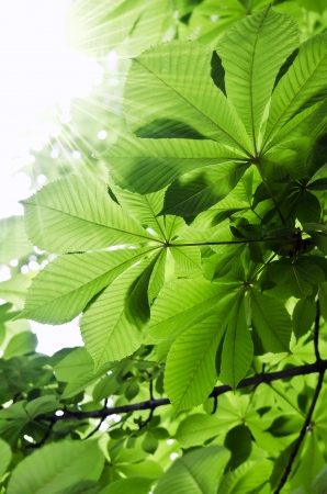 Chestnut leaves on a tree close-upの写真素材