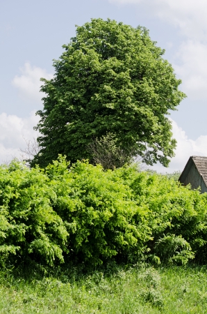 Lonely tree in the villageの写真素材