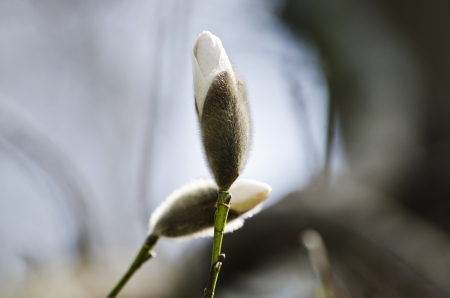 Beautiful nature background - Magnolia flower bud close-upの写真素材