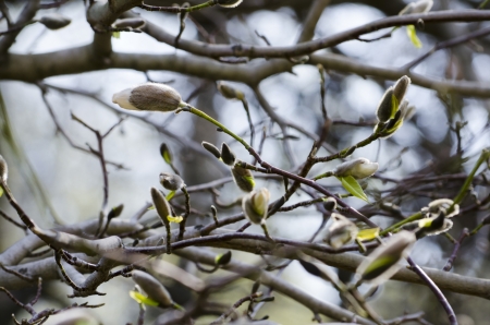 Beautiful nature background - Magnolia flower bud close-upの写真素材
