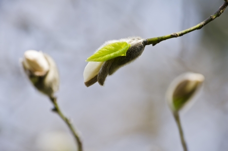 Beautiful nature background - Magnolia flower bud close-upの写真素材