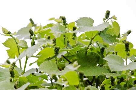 Vine at the time of ripening close-upの写真素材