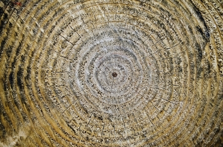 Natural background - texture of cut tree close-upの写真素材