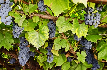 Bunches of black grapes with leavesの写真素材