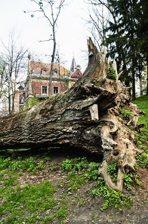 Trunk of a huge tree lying on the building background in the park in Lvov, Ukraineの写真素材