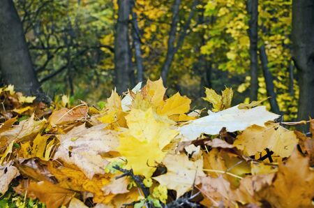 Beautiful natural background - Autumn leaves and trees in forestの写真素材