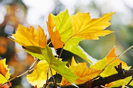 Natural background - Autumn colored maple leaves on a tree branchの写真素材