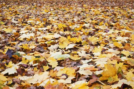 Beautiful natural background - Yellow autumn leaves close-up