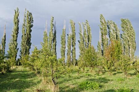 Summer landscape - row of tall poplar trees against the backdrop of thunder cloudsの写真素材