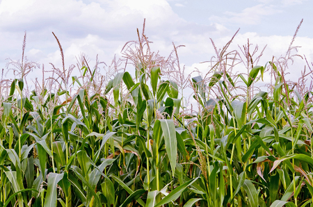 Green stalks of corn against the skyの写真素材