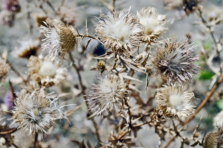 Natural background - flowers plants with thorns thistle close-upの写真素材