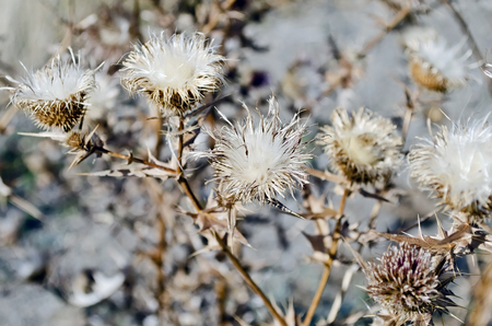 Natural background - flowers plants with thorns thistle close-upの写真素材
