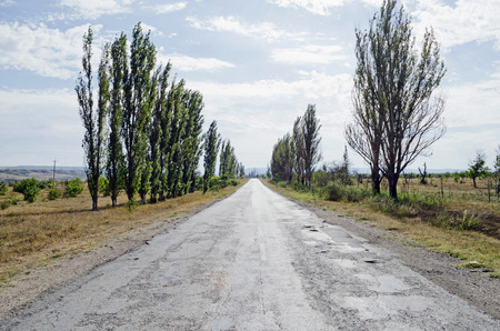 The asphalted road passing between the poplarsの写真素材