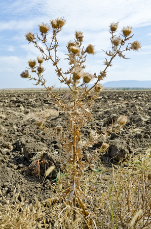 Dry thistle bush close-up in natureの写真素材