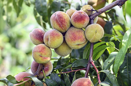 Ripe fruits of a peach hang on a tree branchの写真素材