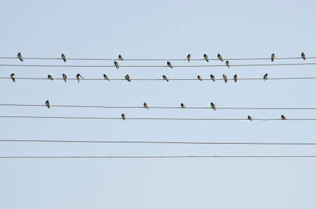Swallows on the electrical wiresの写真素材