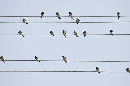 Swallows on the electrical wires