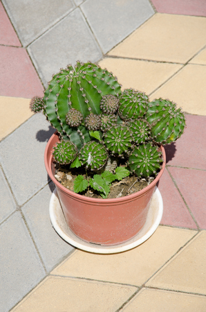 Beautiful cactus in a pot close-upの写真素材