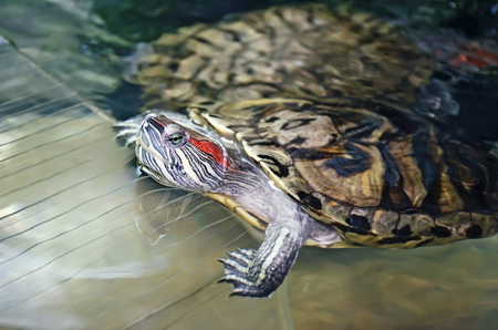 Turtle close-up in an aquariumの写真素材