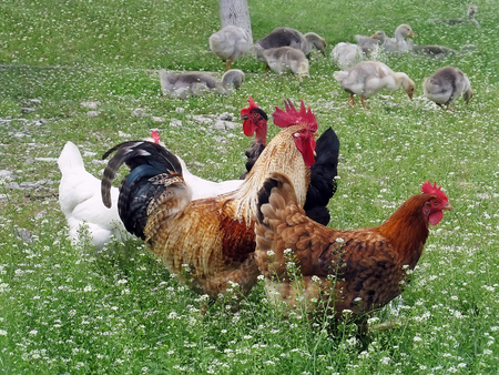 Chicken and ducks in the yard on the farmの写真素材