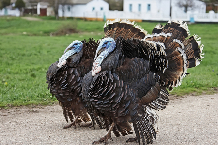 Two adult turkeys were walking on the roadの写真素材