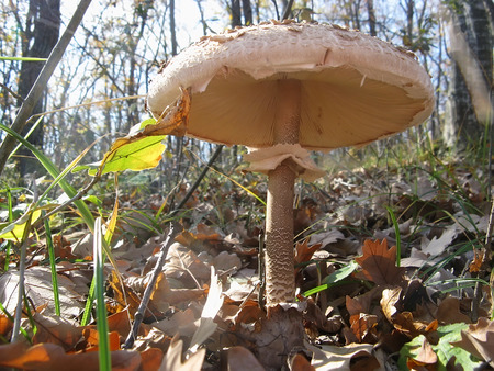 Nature background - Mushroom in the forest close-upの写真素材