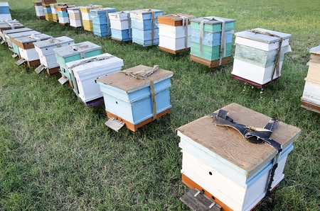 Agricultural landscape - Bee hives in the apiary in the field