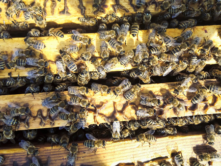 Bees on honeycomb with honey close-up