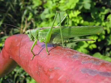 Insect green grasshopper close-up, isolated over whiteの写真素材