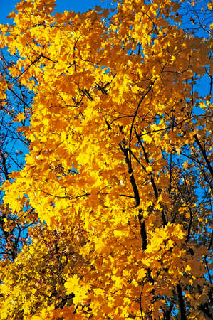 Yellow leaves of the mapleの写真素材