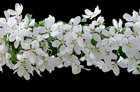 Flowering fruit tree - flowers of the apple tree isolated on blackの写真素材