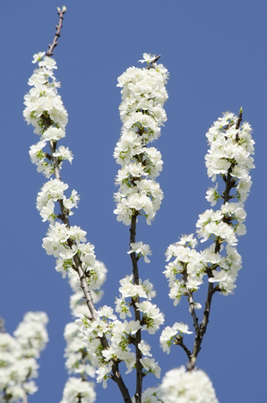 Flowering fruit tree - flowers of the apple tree isolated on blueの写真素材