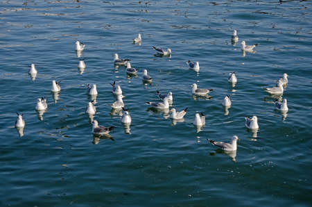 Seascape - Gulls swim in the sea in Kerch, Crimeaの写真素材