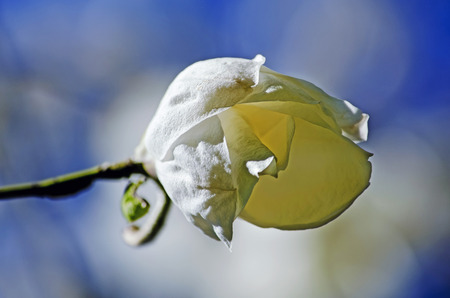 Bud Magnolia on blurred background close-upの写真素材