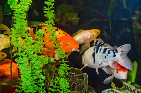 A lot of fish in the aquarium close-upの写真素材