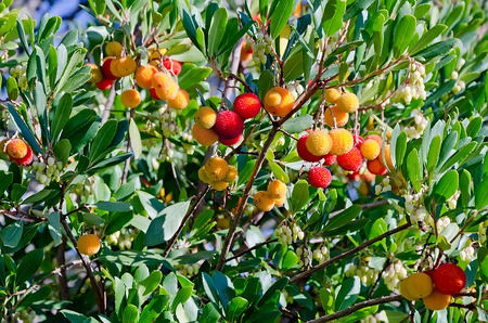 Beautiful tree - ripe fruit on the arbutusの写真素材