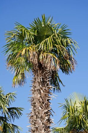 Beautiful palm trees in the park Yalta in the Crimeaの写真素材