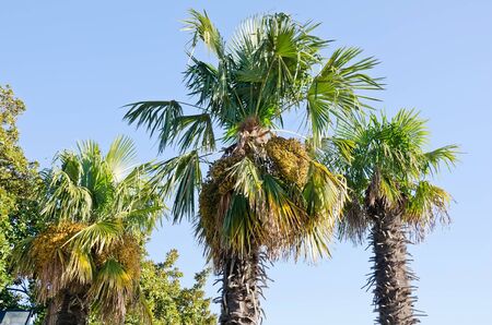 Beautiful palm trees in the park Yalta in the Crimeaの写真素材