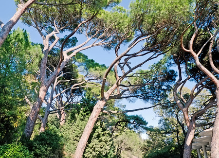 Beautiful natural landscape - Beautiful branched pine trees in Vorontsov Park in Crimea. Trees grow with tiltの写真素材